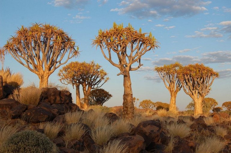 Уникальный Колчанный Лес в Намибии