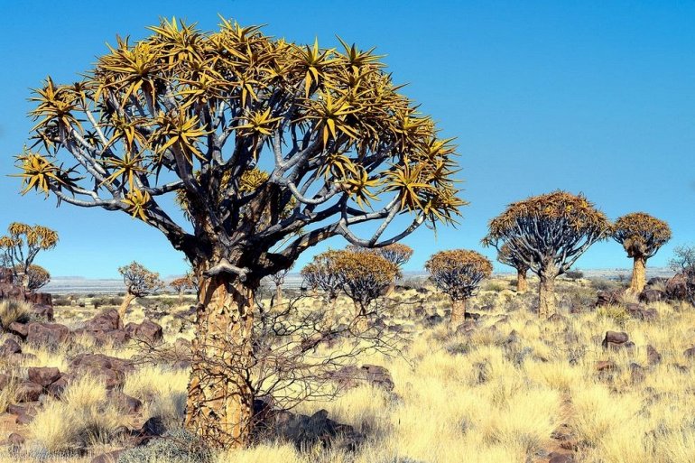 Уникальный Колчанный Лес в Намибии
