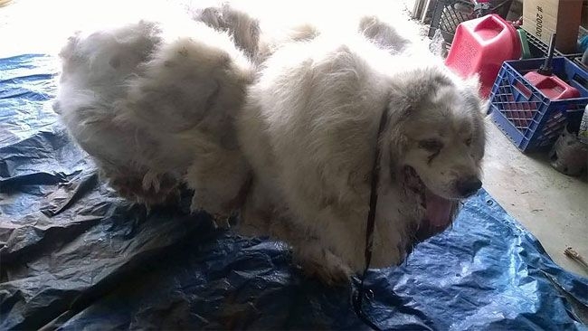 Собака полегчала на 16 кг после первой стрижки за шесть лет