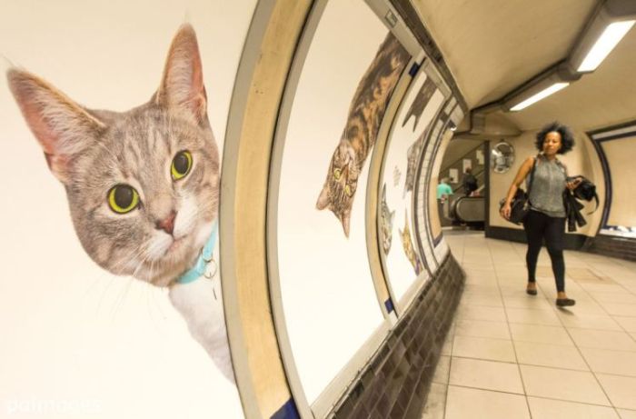 Станцию метро в Лондоне украсили фотографиями кошек из приютов