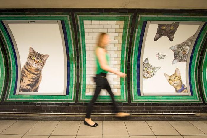 Станцию метро в Лондоне украсили фотографиями кошек из приютов