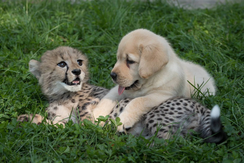 Кошка с собакой: детеныш гепарда подружился со щенком