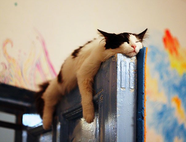 Коты могут спать где угодно и в самых невообразимых позах