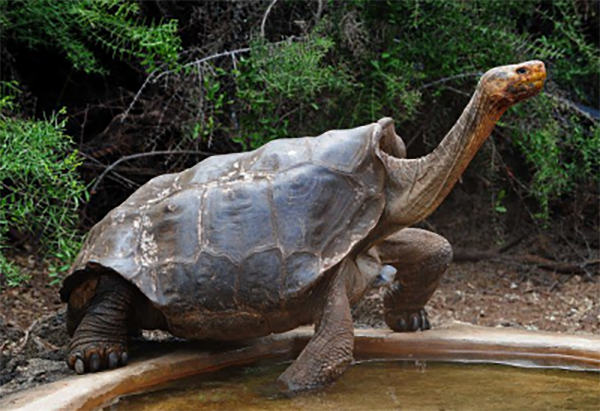 Самец галапагосской черепахи спас свой вид от вымирания