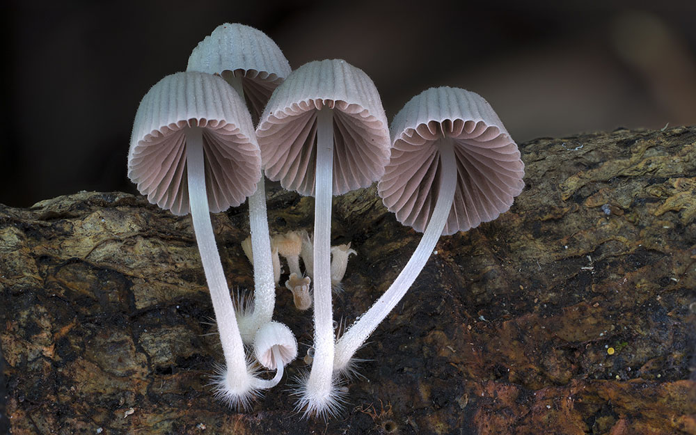 Необычные и странные грибы от австралийского фотографа Стива Эксфорда