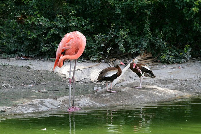 Эти утки решили, что они фламинго