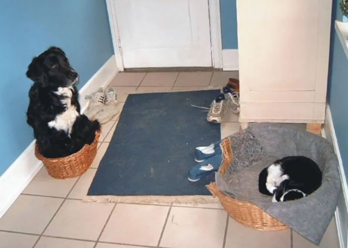 Кошки, которые захватили лежаки собак
