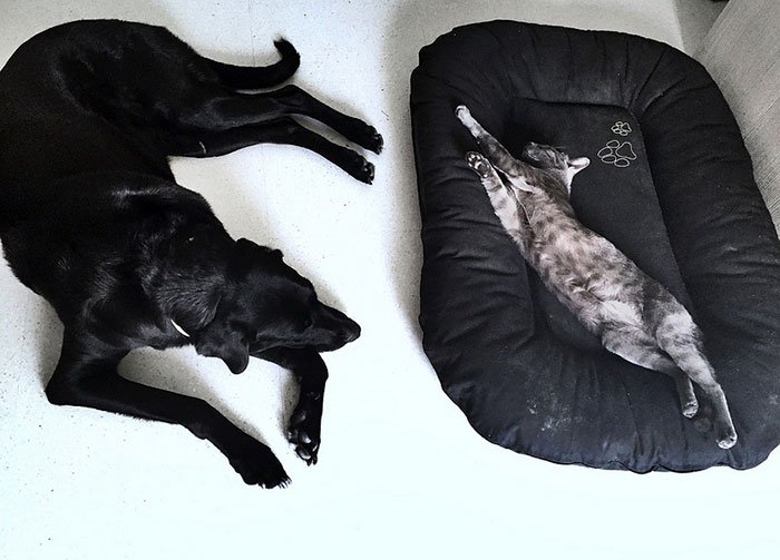 Кошки, которые захватили лежаки собак