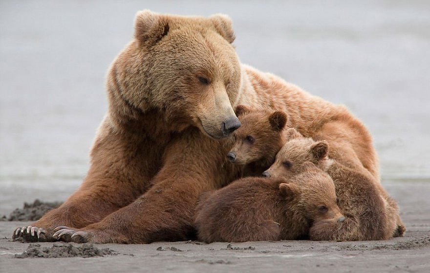 Очаровательные мамы-медведицы с медвежатами