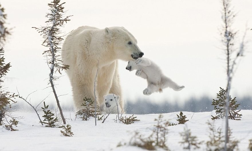 Очаровательные мамы-медведицы с медвежатами