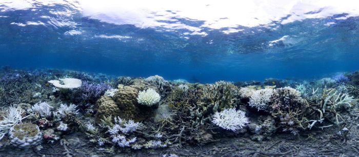 Из-за потепления воды на Окинаве обесцвечиваются и гибнут кораллы