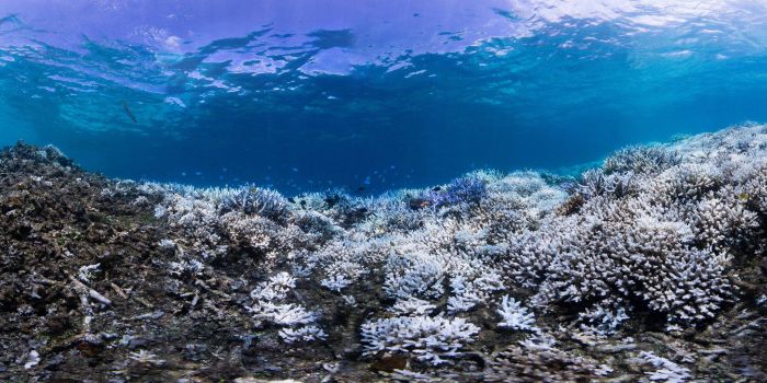 Из-за потепления воды на Окинаве обесцвечиваются и гибнут кораллы