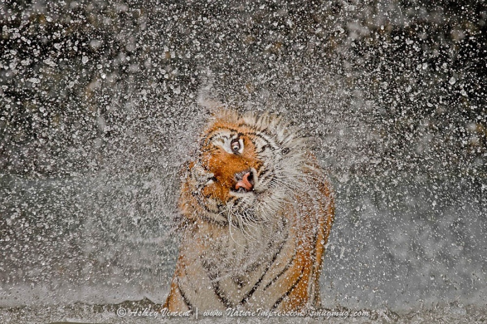 Тигры и их животный магнетизм