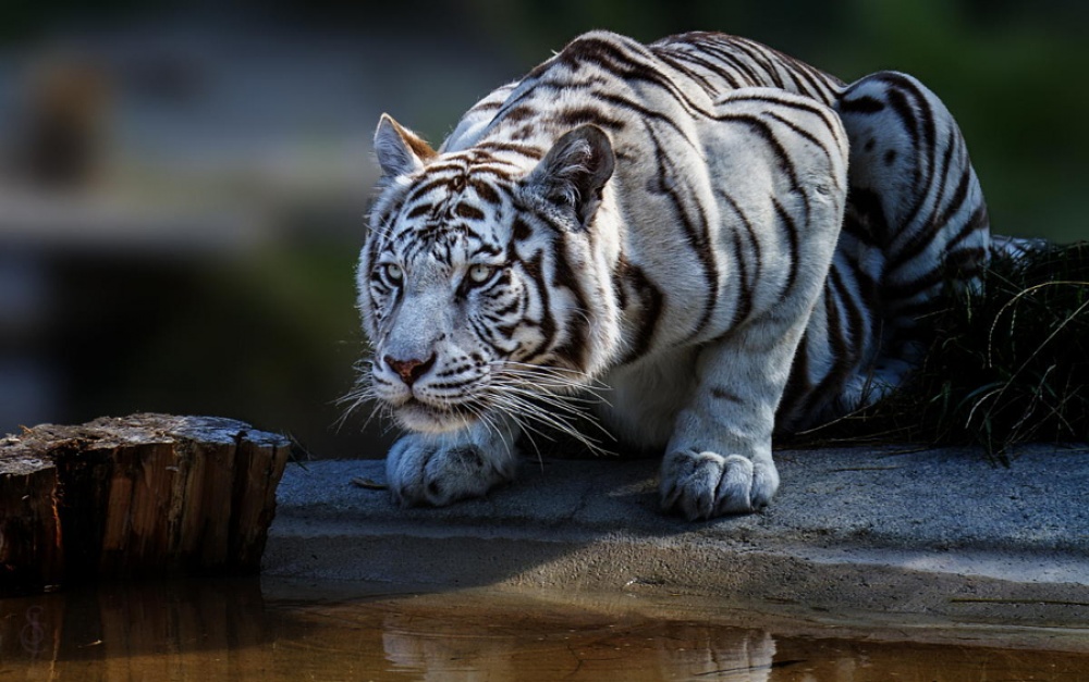 Тигры и их животный магнетизм