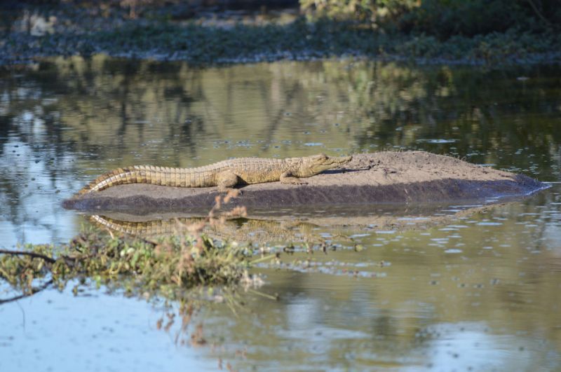 Нильский крокодильчик прокатился на спине бегемота