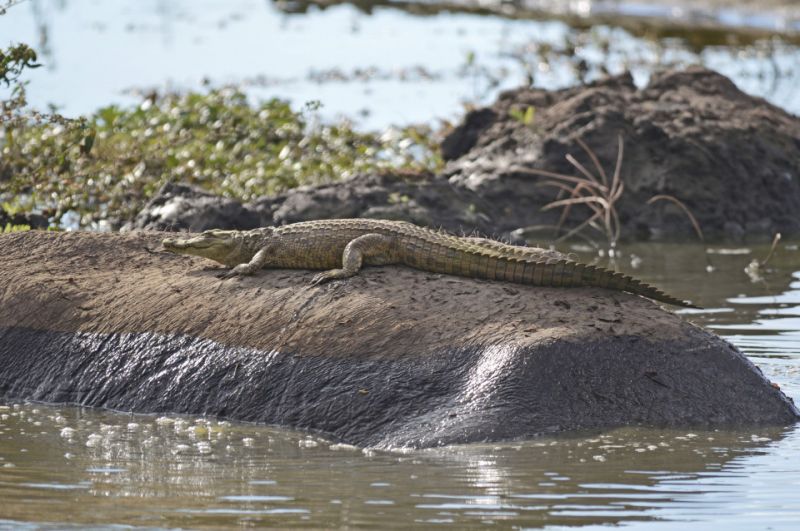 Нильский крокодильчик прокатился на спине бегемота