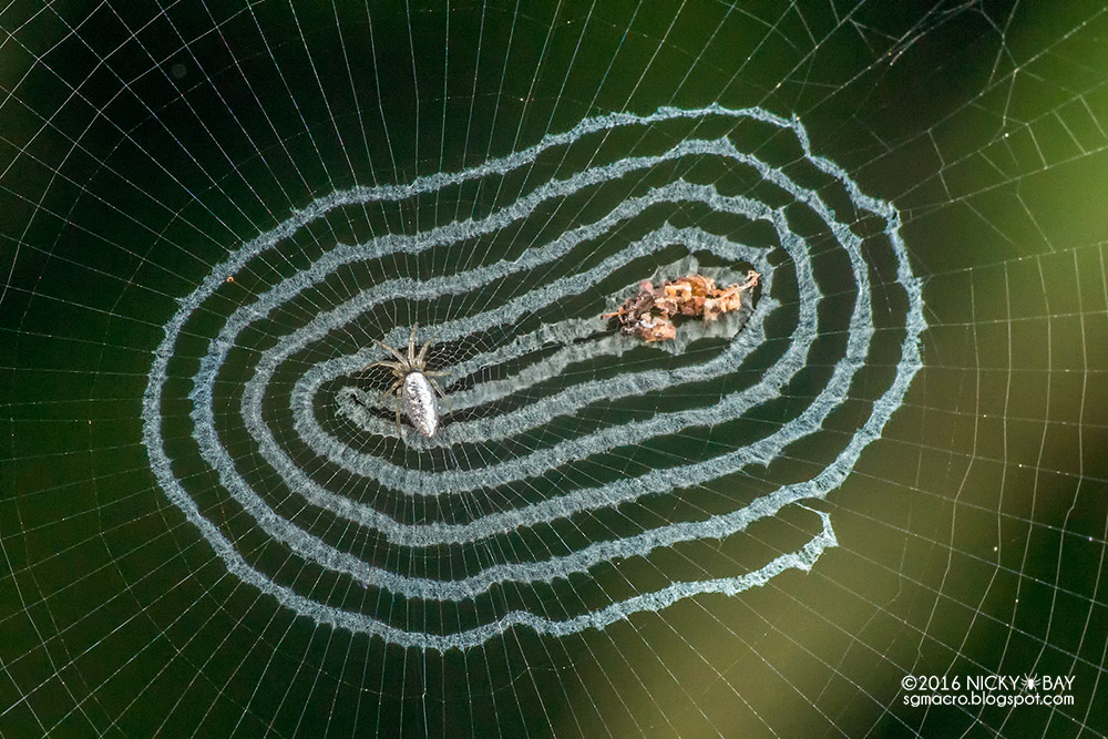 Необычные зеркальные пауки