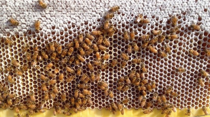 Уникальный улей с автоматическим сбором мёда