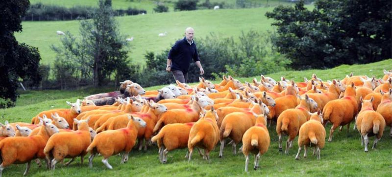 Как защитить отару овец от воров