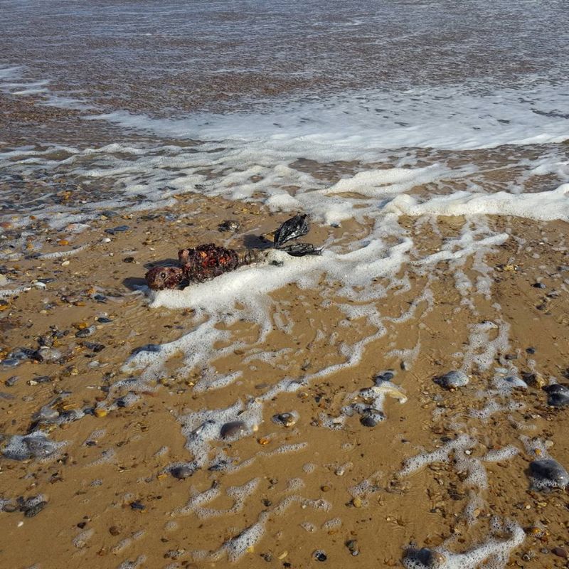 Полуразложившийся труп русалки на британском побережье