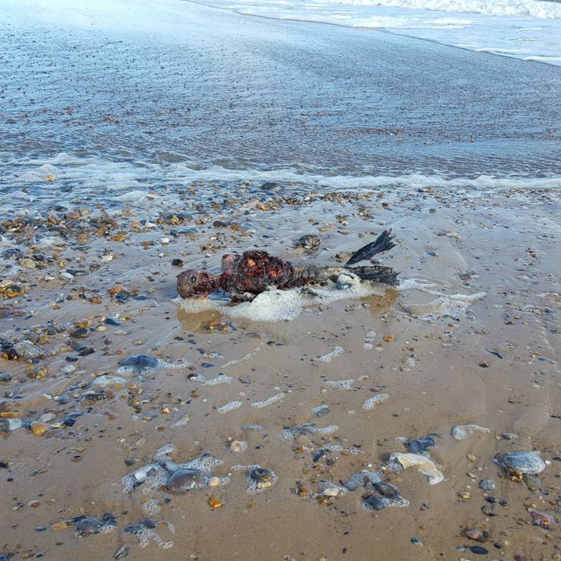 Полуразложившийся труп русалки на британском побережье
