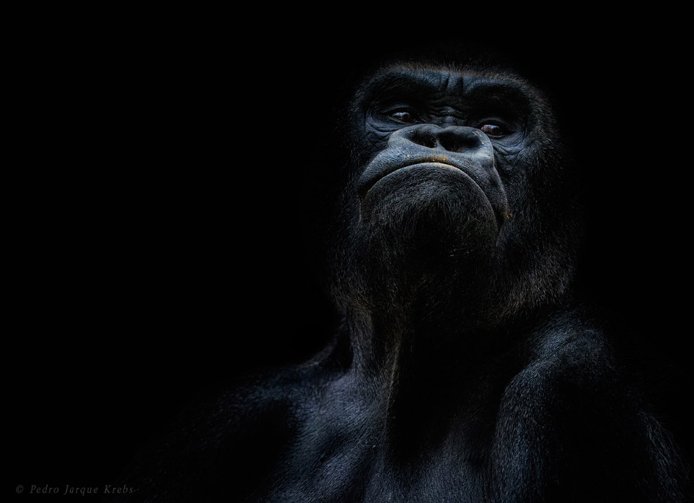 Портреты диких животных от Педро Хорке