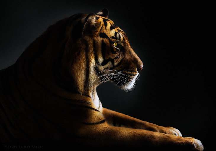 Портреты диких животных от Педро Хорке