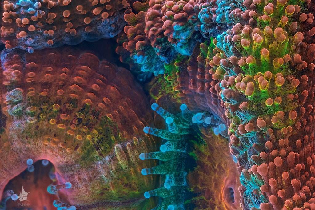 Яркие макрофотографии кораллов Большого Барьерного рифа