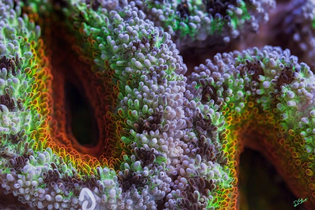 Яркие макрофотографии кораллов Большого Барьерного рифа