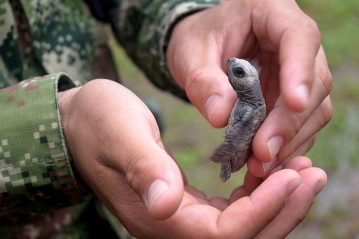 Колумбийские моряки спасают детенышей черепах