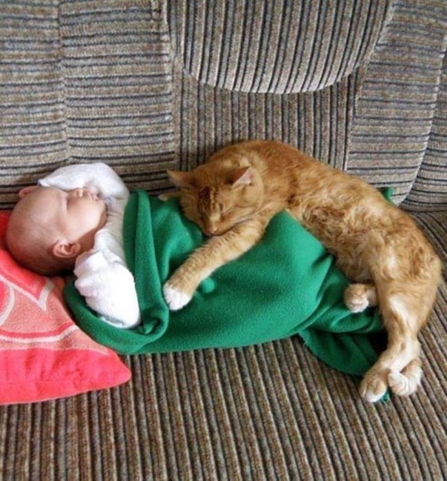 Коты и маленькие дети