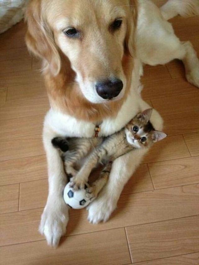 Очаровательная дружба кошек и собак