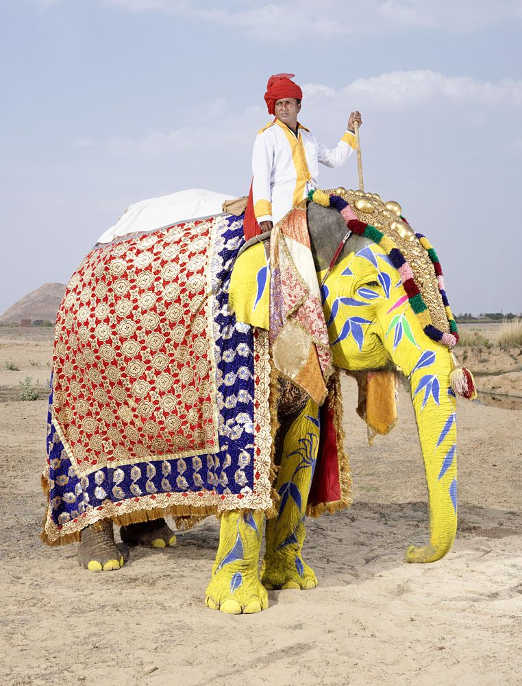 Слоновий боди-арт в Индии