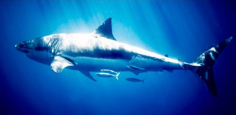 Удивительные снимки с акулами от голливудского фотографа