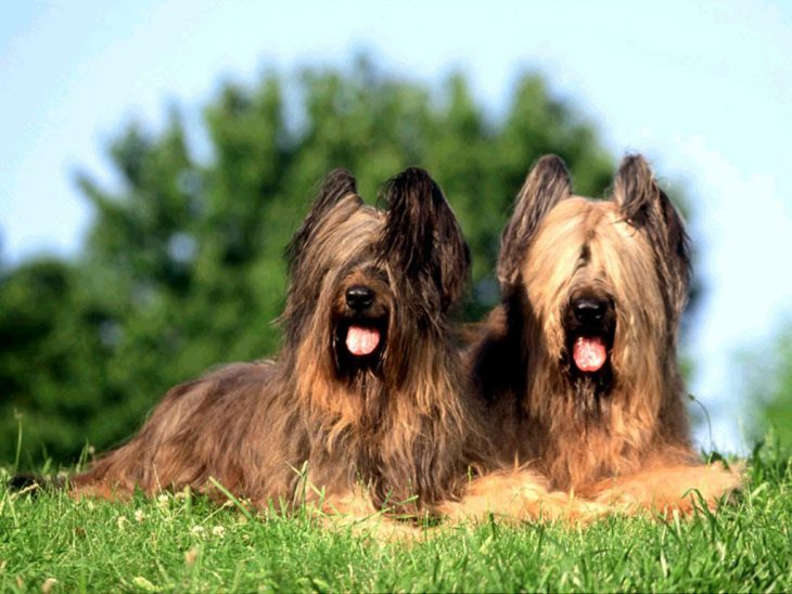 Замечательные породы собак, о которых мы никогда не слышали
