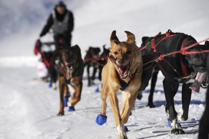 Сибирский хаски - самая добрая из северных ездовых собак