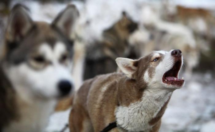 Сибирский хаски - самая добрая из северных ездовых собак