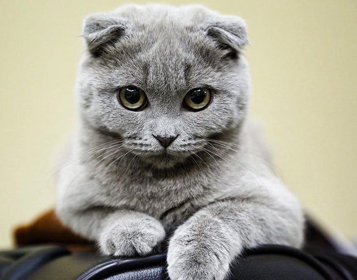 Подборка самых красивых кошек в мире