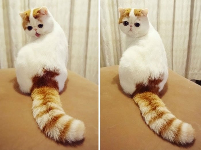 Подборка самых красивых кошек в мире