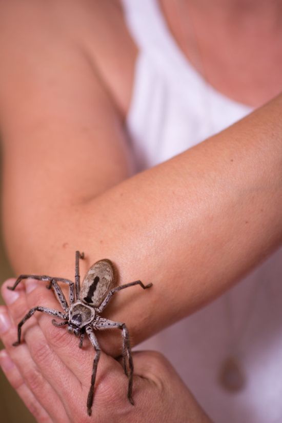 Энтомолог из Австралии считает ядовитых пауков лучшими домашними животными