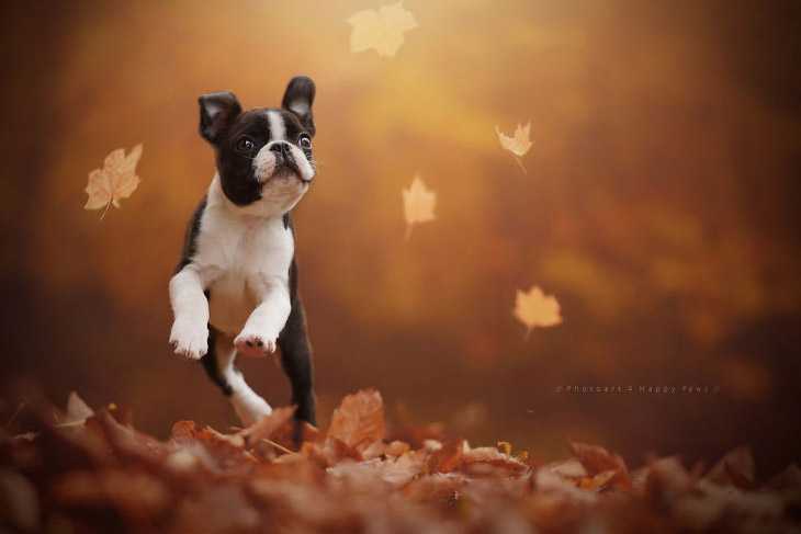 Осенние собаки от Энн Гайер
