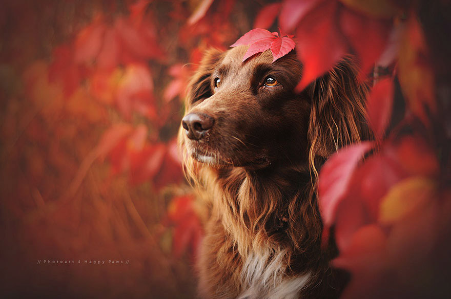 Осенние собаки от Энн Гайер
