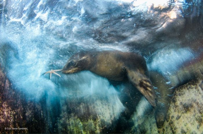 Лучшие работы конкурса дикой природы Wildlife Photographer of the Year
