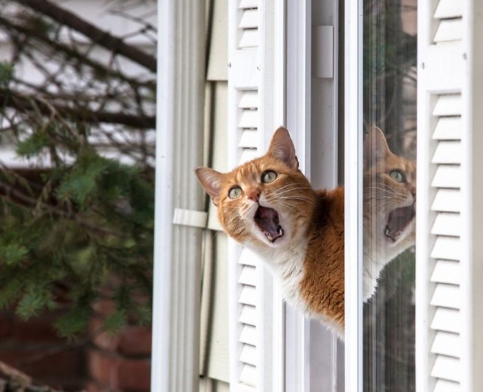 Любопытные коты, которым интересно, чем это вы там занимаетесь