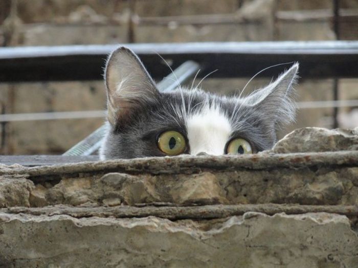 Любопытные коты, которым интересно, чем это вы там занимаетесь