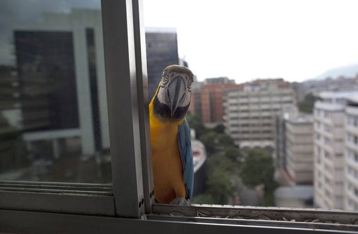 Обычные городские птицы Венесуэлы
