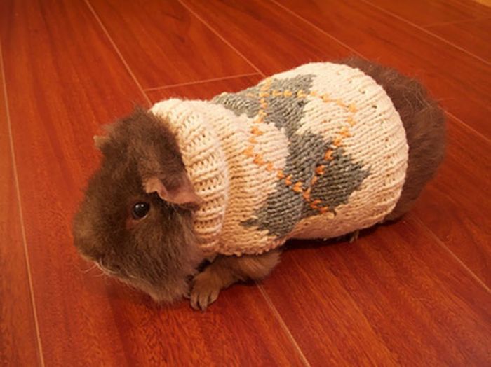 Милые животные в вязаных свитерах