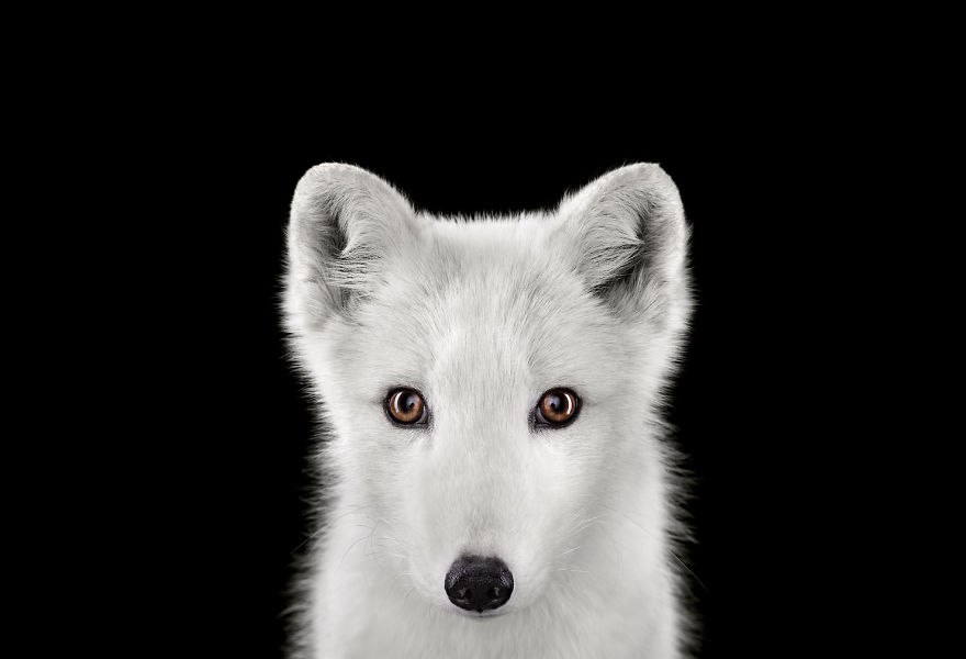 Глаза в глаза: портреты диких животных