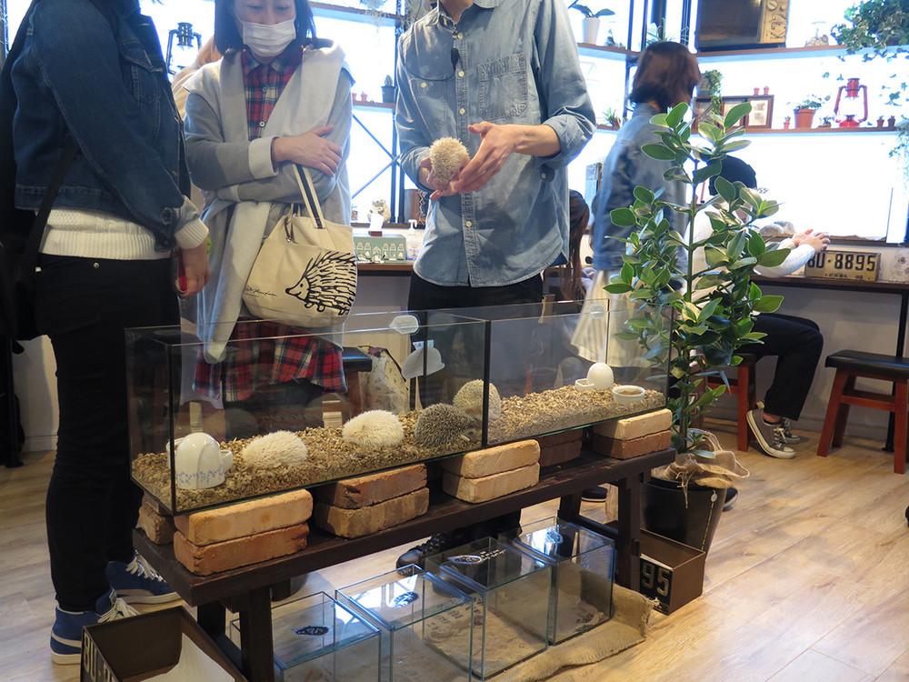 В Токио открылось ежовое кафе