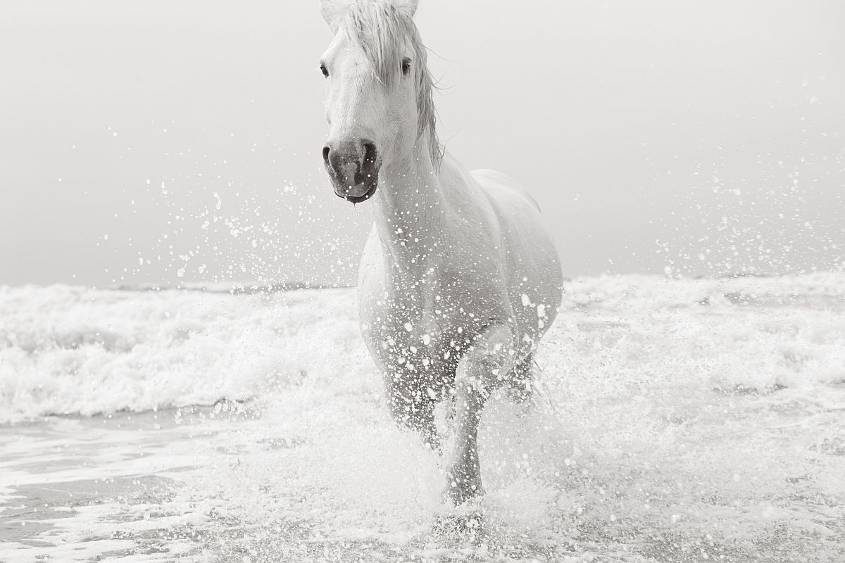 Белые лошади Камаргу, фотограф Дрю Доггетт